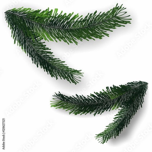 Weihnachten Tannenzweige Vektor Illustration freigestellt Freisteller Element für Plakatgestaltung und Grußkarten