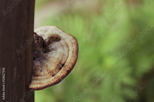 mushroom © oilslo