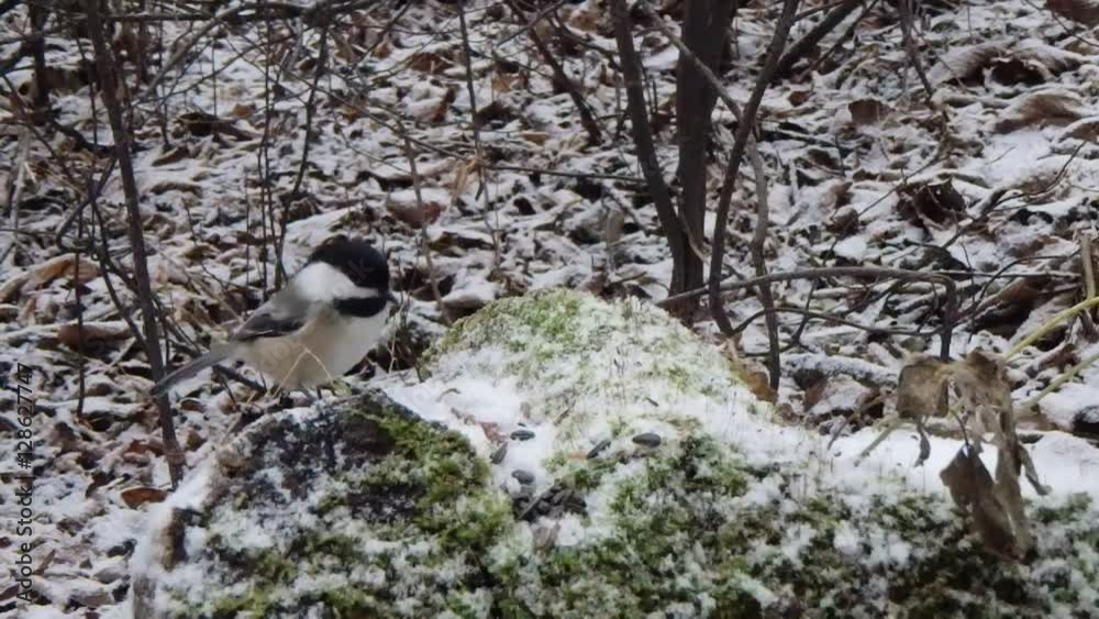 sittelle et mésange