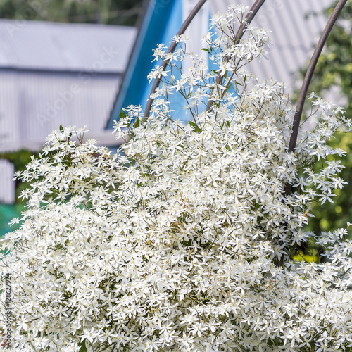 Clematis paniculata (Clematis paniculata)