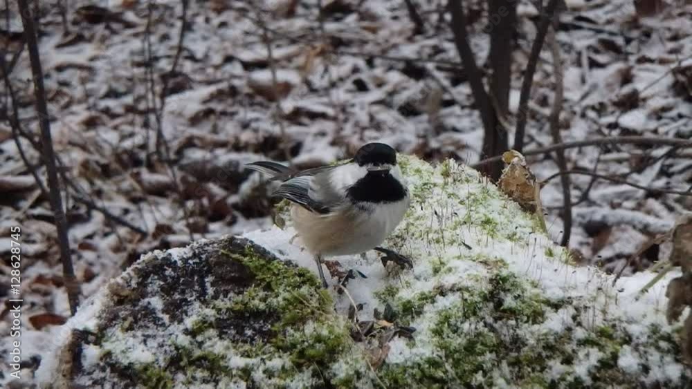 sittelle et mésange