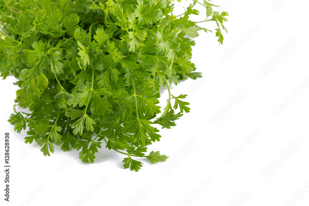 Bunch of fresh coriander leaves over white background. Bunch of fresh coriander leaves over white background.