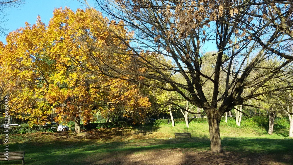 Fototapeta premium Rome landscape
