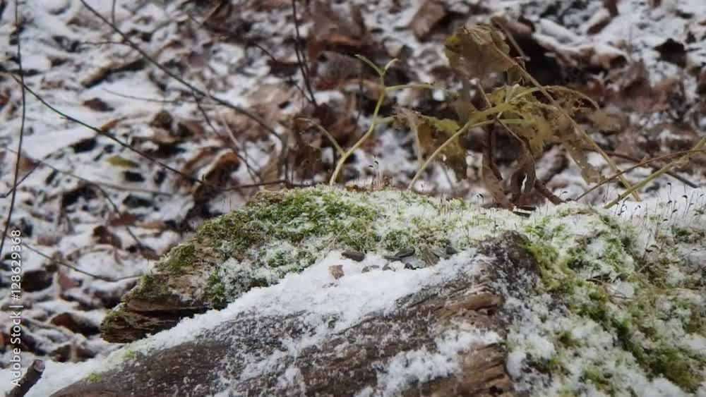 sittelle et mésange