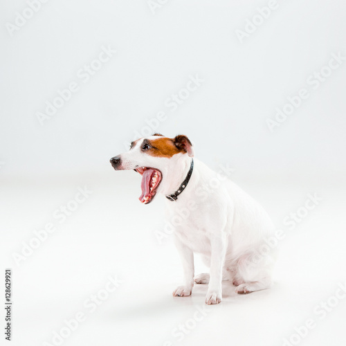 Small Jack Russell Terrier sitting on white