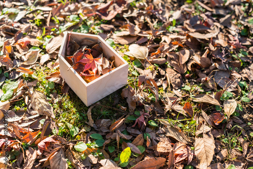 Wallpaper Mural 落ち葉が詰まった家 Torontodigital.ca