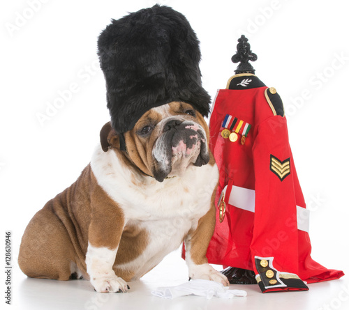 Obraz na plátně dog dressed like royal british guardsman