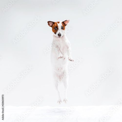 Small Jack Russell Terrier on white