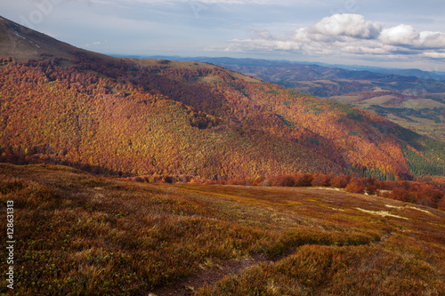 Yellow and red beech forests on the slopes of the Carpathians in the golden autumn season.