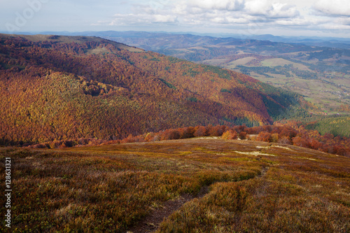 Yellow and red beech forests on the slopes of the Carpathians in the golden autumn season. © Vitalfoto