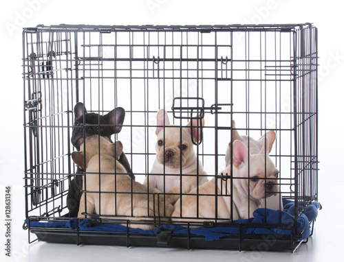 puppies in a crate