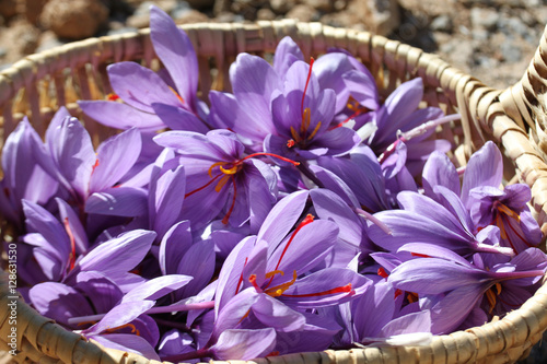 Flores de azafrán en una cesta de mimbre