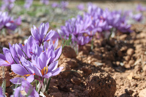 Flores de azafrán photo