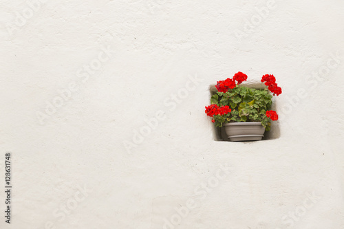 Fototapeta Naklejka Na Ścianę i Meble -  Potted geraniums in a niche in the wall