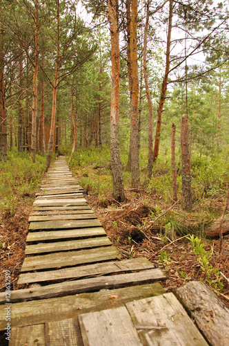 Path in the forest