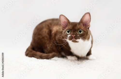 Portrait of young devon rex cat