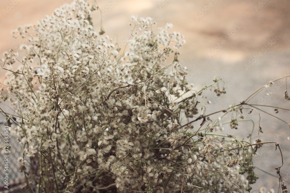 dried flowers dried flowers