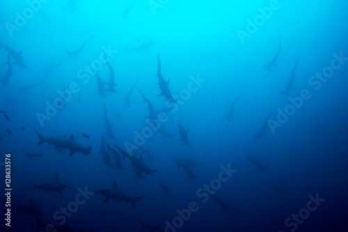 Cocos island hammerhead sharks