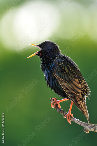 Common starling (Sturnus vulgaris) singing at spring. European starling. Bird singing. Spring caller.