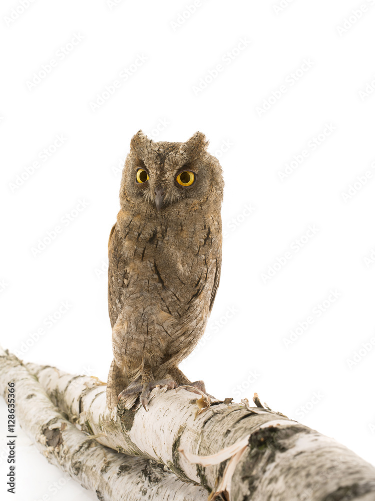Naklejka premium European scops owl