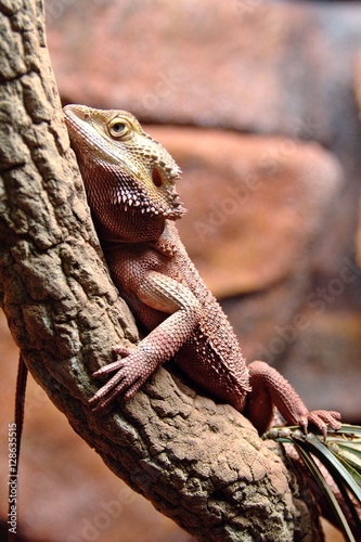 Lizard © Marek