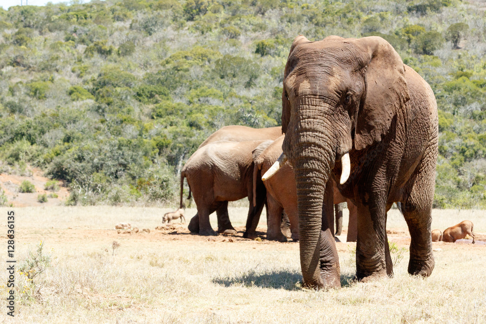 African Elephant walking away from the dam