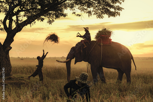 elephant with farmer photo