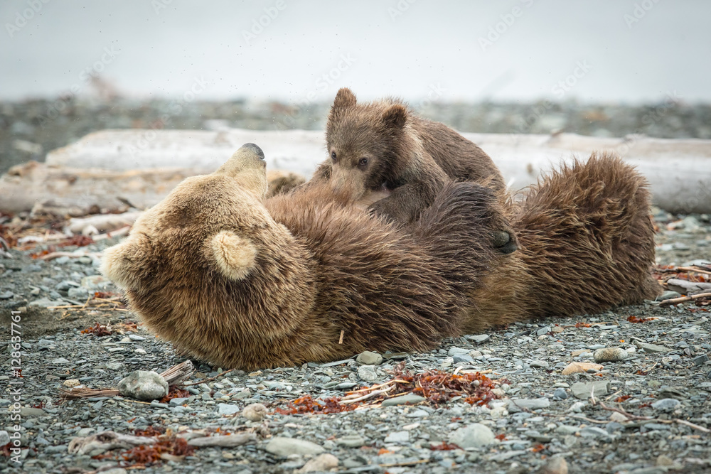 Grizzly Sow and Little Cub on beach feeding, walking & playing
