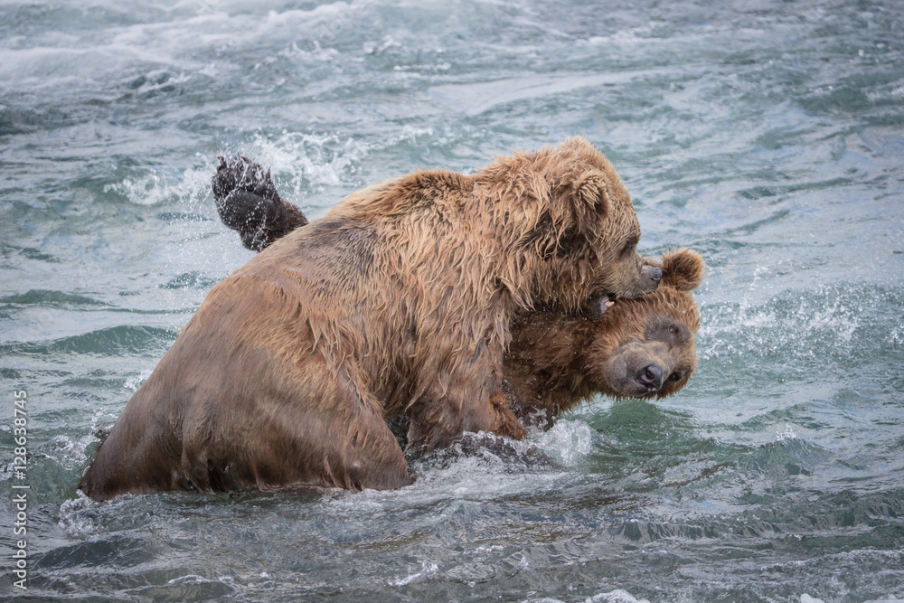 Wild Fighting Bears of McNeil River Refuge actually looks like one bear is baptizing the other. 