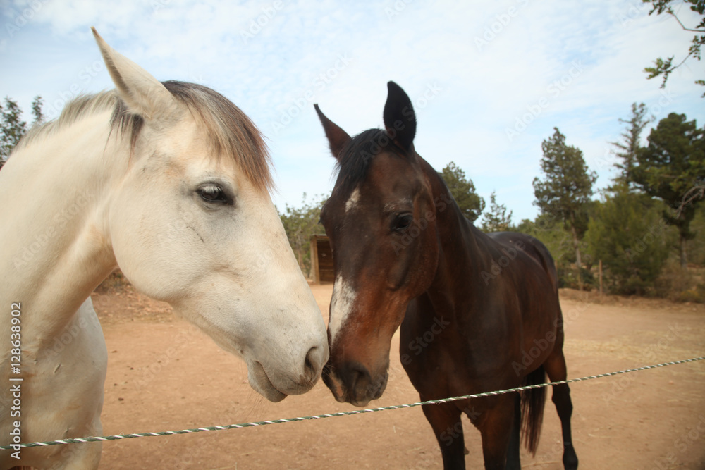 Fototapeta premium cavallo bianco e apache