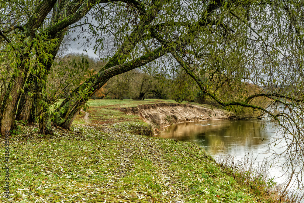 Fototapeta premium The tree near the river