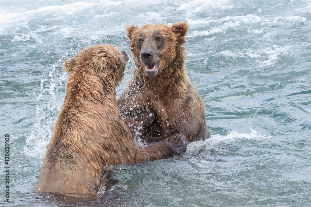 Fototapeta premium Wild Fighting Bears of McNeil River Refuge. 
