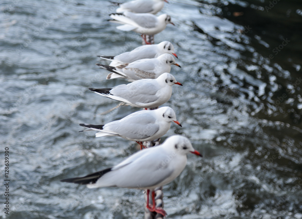 Obraz premium Möwe Vogelgrippe Krankheit Vögel