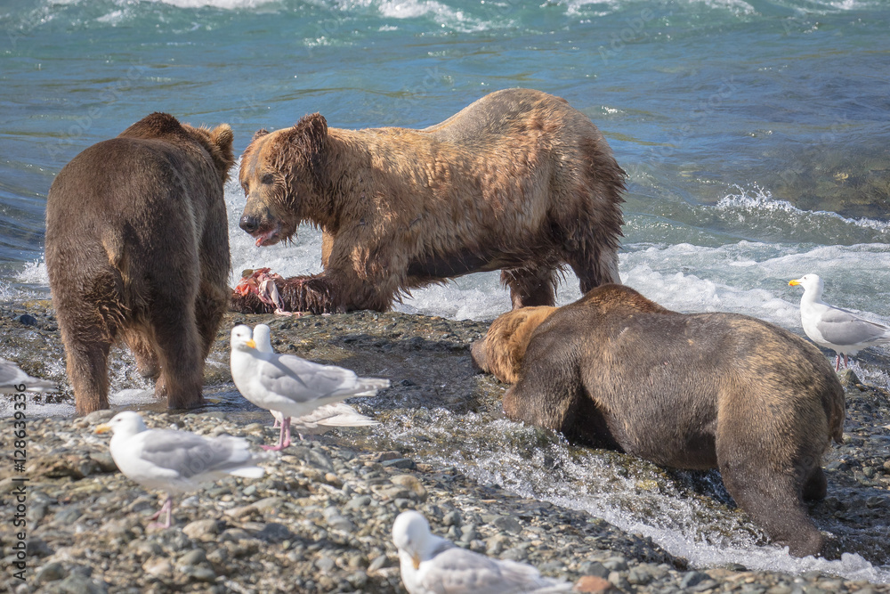 Begging Bear. This bear would go up to another bear who had caught a fish and actually get down on his stomach and beg for the left overs. I was amazed how many times he actually got the last piece. Begging Bear. This bear would go up to another bear who had caught a fish and actually get down on his stomach and beg for the left overs. I was amazed how many times he actually got the last piece.