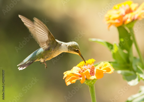 Juvenile male Hummingbird feeding on a Zinnia flowerin summer garden
