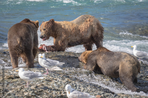 Begging Bear. This bear would go up to another bear who had caught a fish and actually get down on his stomach and beg for the left overs. I was amazed how many times he actually got the last piece. 