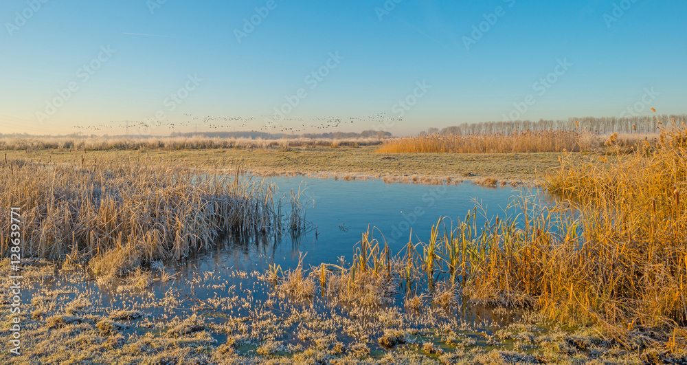 Birds flying over nature in sunlight Birds flying over nature in sunlight
