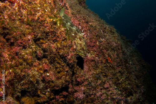 Single grouper fish in the reef