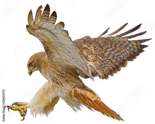 Red tail hawk landing attack hand draw and paint vector illustration. photo