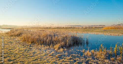 Shore of a frozen lake in sunlight in autumn