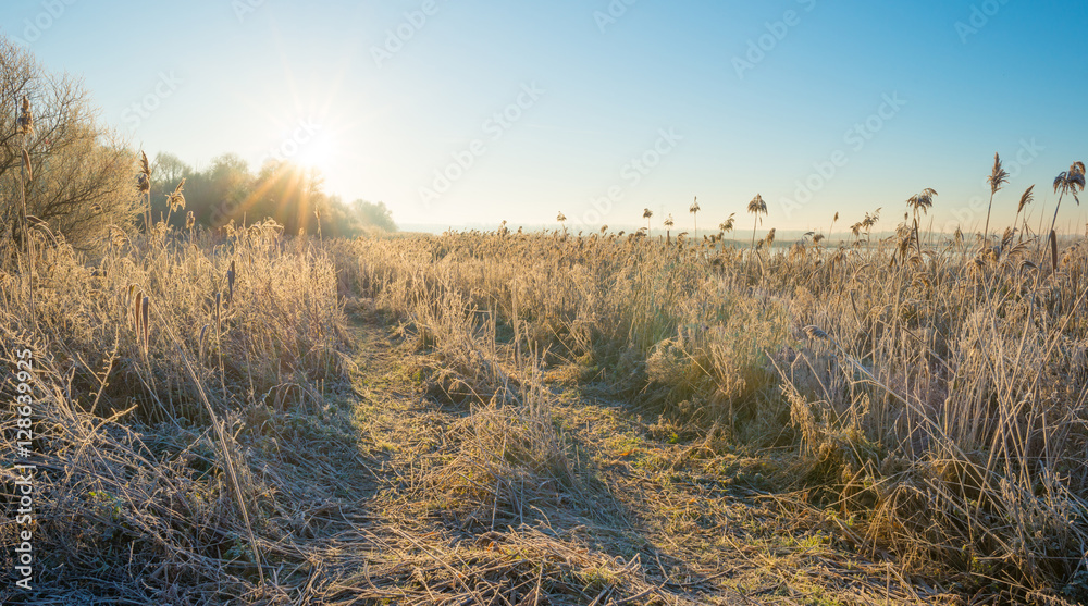 Path through a frozen field at sunrise in autumn Path through a frozen field at sunrise in autumn