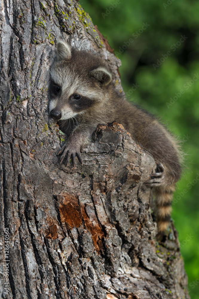 Young Raccoon (Procyon lotor) Sits on Side of Tree Young Raccoon (Procyon lotor) Sits on Side of Tree