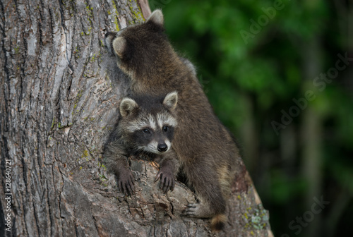 Two Young Raccoons (Procyon lotor) on Tree