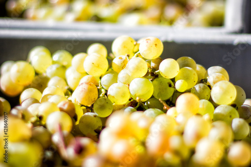 White grape chasselas