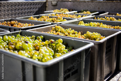 White chasselas grapes in crates photo