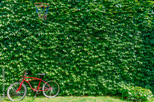 Wall with green ivy, bicycle leaning and basketball hoop
