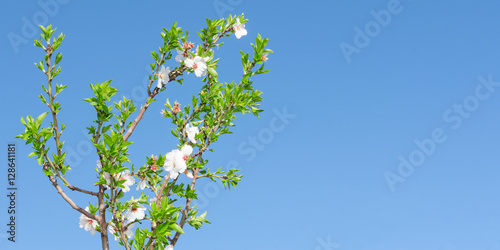 Spring blooming tree with white pink flowers and foliage against deep blue sky