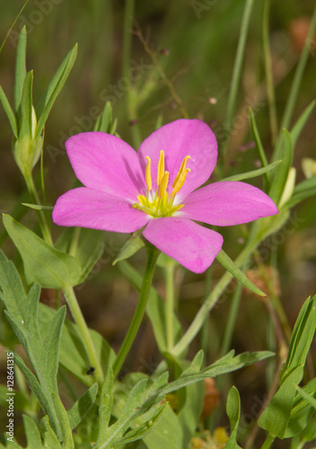 Meadow Pink  Sabatia campestris flower in summer
