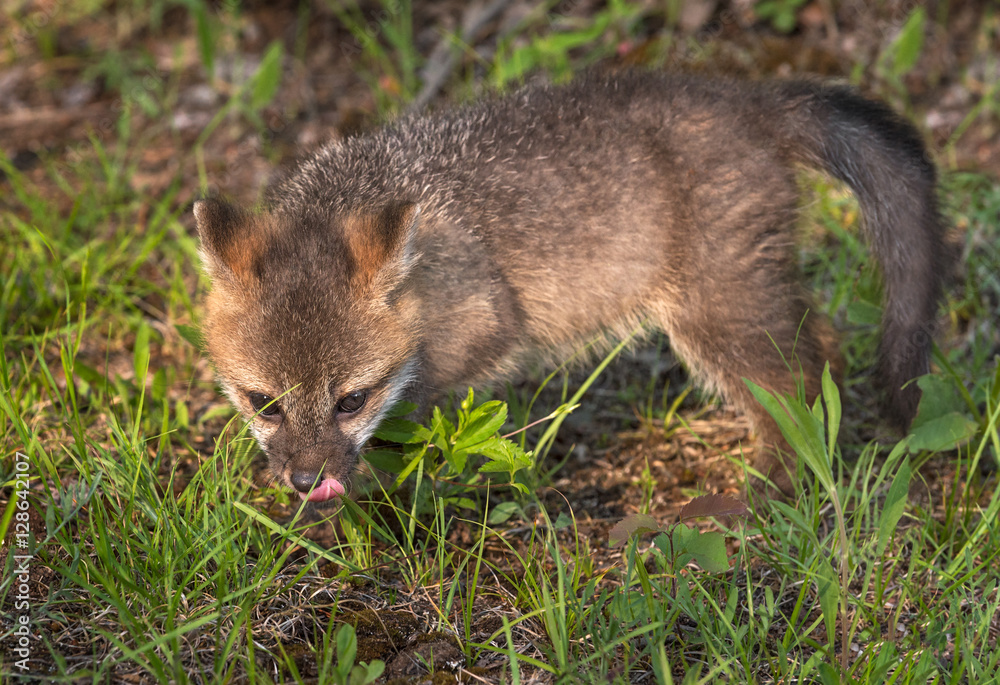 Grey Fox Kit (Urocyon cinereoargenteus) Licks Nose in the Grass