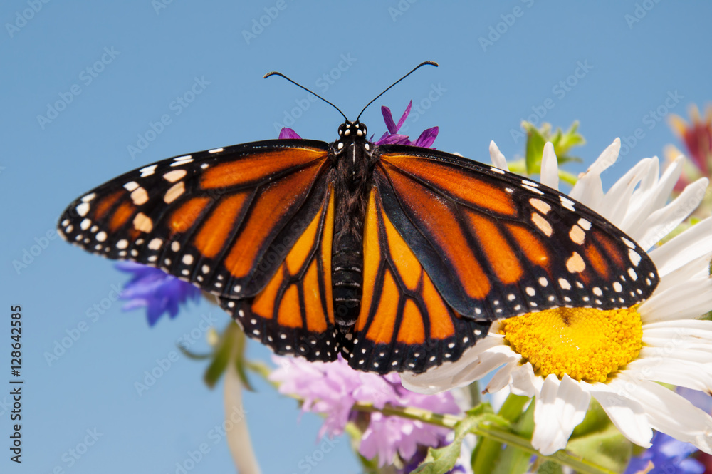 Naklejka premium Colorful orange and black Monarch butterfly on summer flowers against clear blue sky